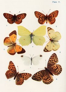 Different types of butterflies, illustration from the book Butterflies, Moths and Other Insects and Creatures of the Countryside, published 1927